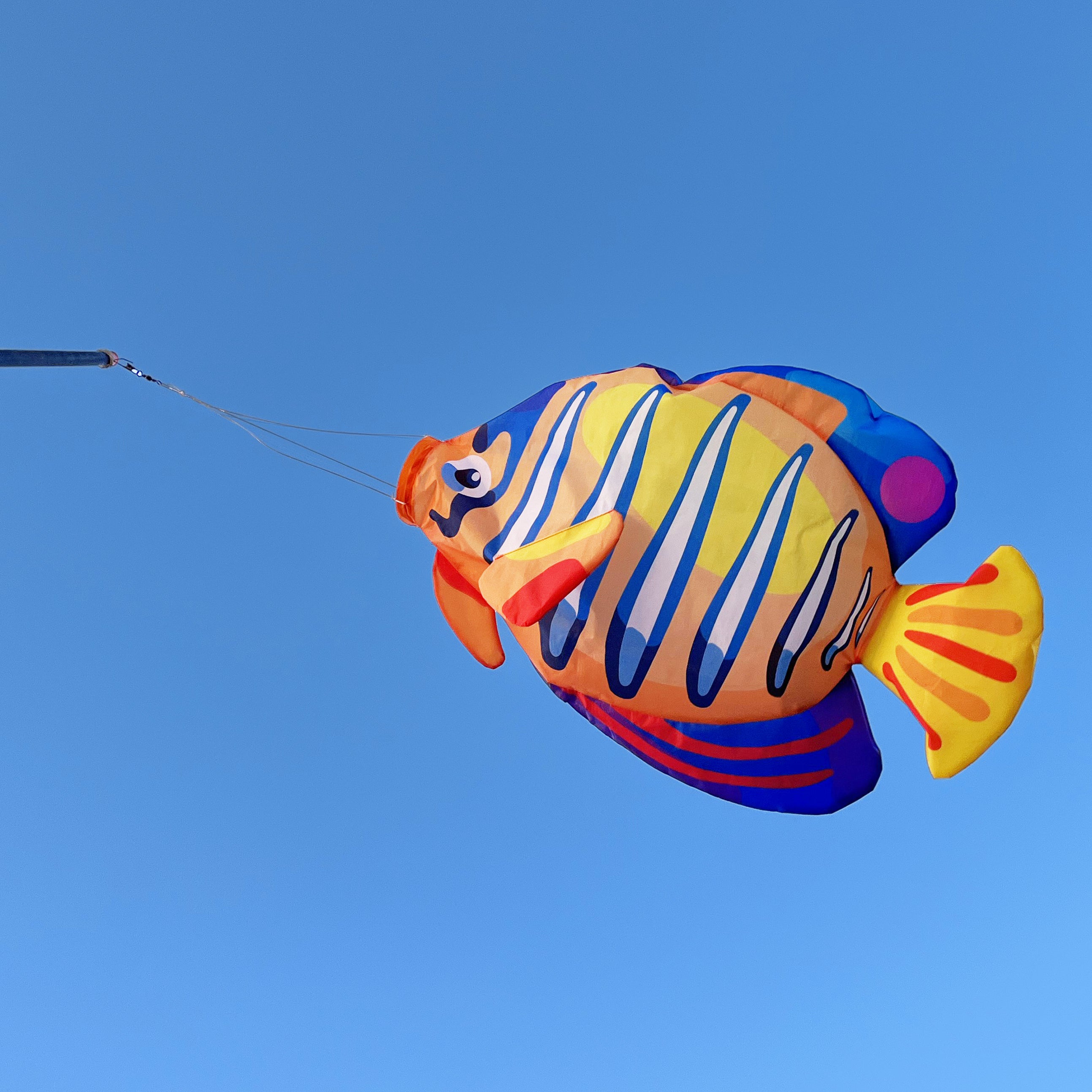 30 inch Royal Angelfish Windsock – Emmakites
